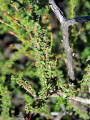 Jamesbrittenia atropurpurea