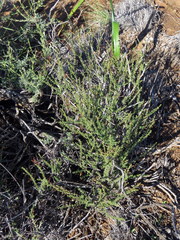 Jamesbrittenia atropurpurea