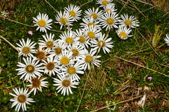 Werneria crassa crassa