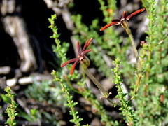 Jamesbrittenia atropurpurea