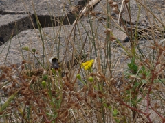Bombus lapidarius