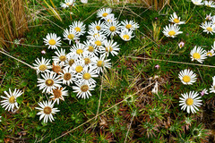 Werneria crassa crassa