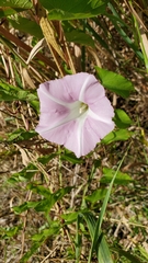 Calystegia sepium