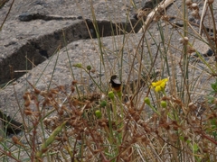 Bombus lapidarius