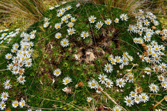 Werneria crassa crassa