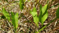 Calystegia sepium