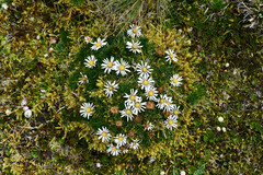 Werneria crassa crassa