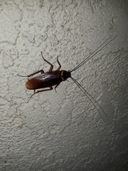 Periplaneta americana