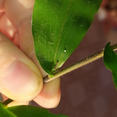 Cyanopepla fastuosa
