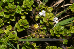 Clinopodium nubigenum