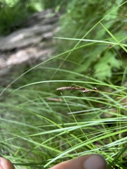 Carex lucorum austrolucorum