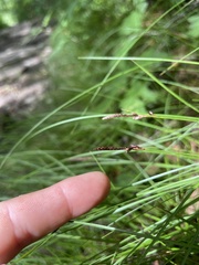 Carex lucorum austrolucorum