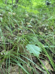 Carex lucorum austrolucorum