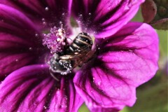 Stelis punctulatissima