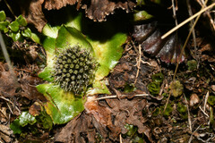 Eryngium humile