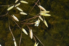 Sagittaria cuneata