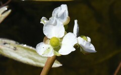 Sagittaria cuneata