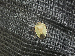 Chinavia erythrocnemis