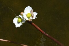 Sagittaria cuneata