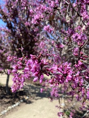 Cercis occidentalis