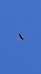 Milvus migrans