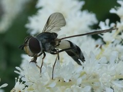 Leucozona xylotoides