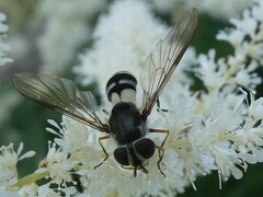 Leucozona xylotoides