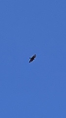 Milvus migrans