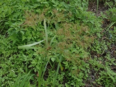 Cyperus distans