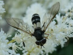 Leucozona xylotoides