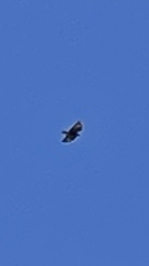 Milvus migrans