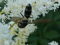 Leucozona xylotoides