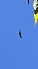 Milvus migrans