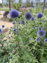 Echinops