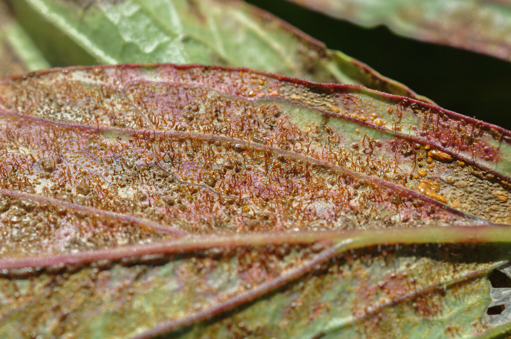 Peony Rust