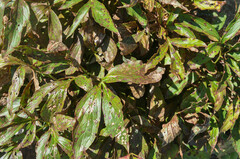 Cronartium flaccidum