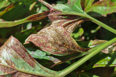 Cronartium flaccidum