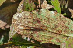 Cronartium flaccidum