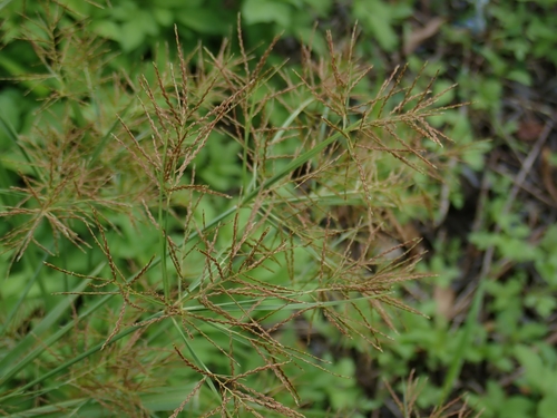 Slender cyperus