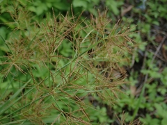 Cyperus distans