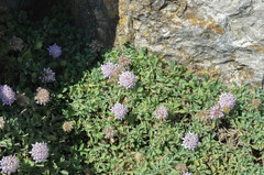 Pterocephalus pterocephala