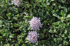 Pterocephalus pterocephala