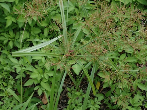 Slender cyperus