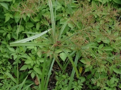 Cyperus distans