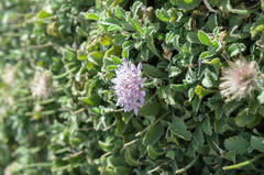 Pterocephalus pterocephala