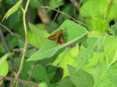 Corticea corticea