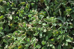 Pterocephalus pterocephala