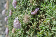 Pterocephalus pterocephala