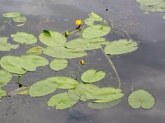 Nuphar lutea