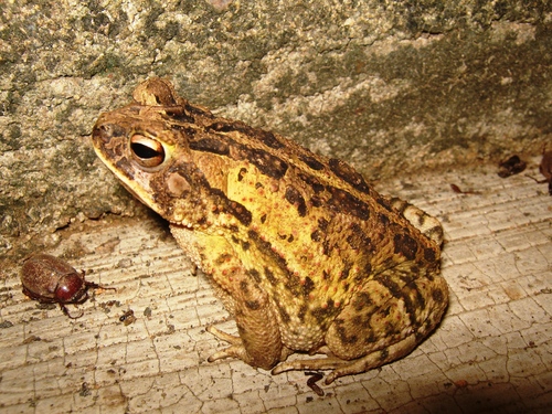 Marbled Toad
